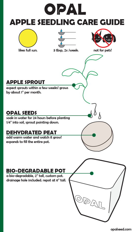 C.A.R.E. Guide- Apple Seedlings