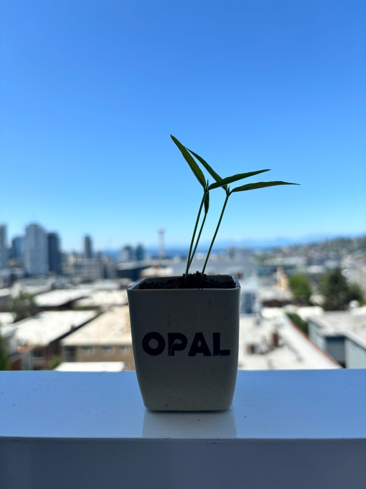 Baby Bonzai Tree
