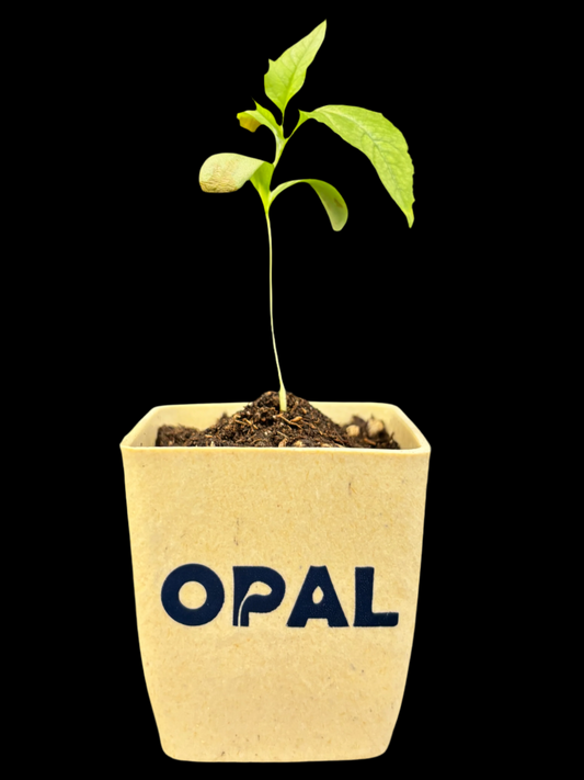 Apple Seedling