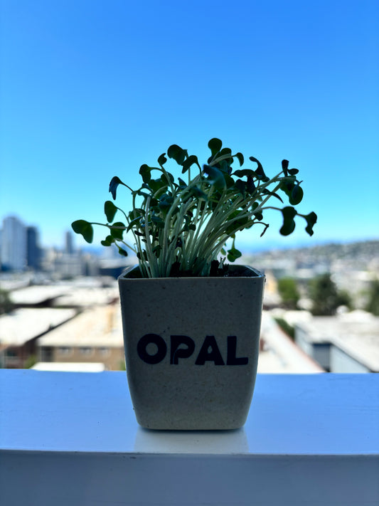 Broccoli Microgreens