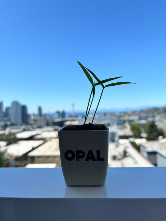 Baby Bonzai Tree