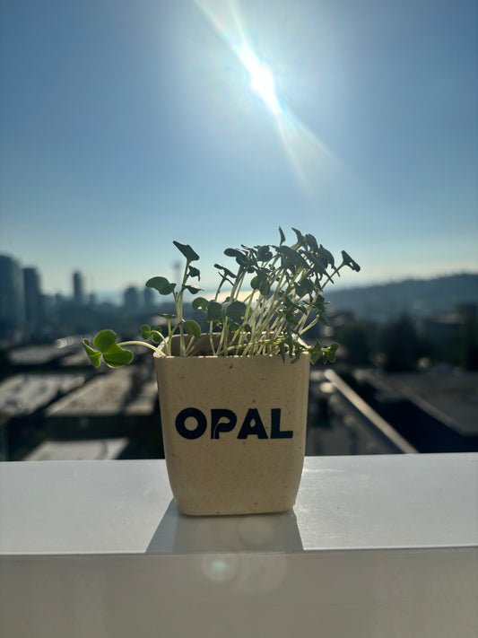 Arugula Microgreens