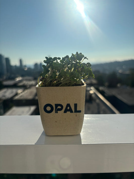 Baby Spinach Microgreens