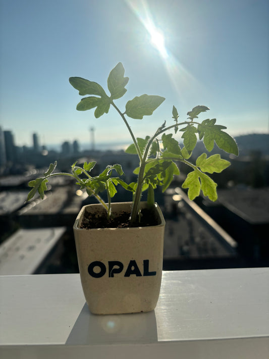 Baby Tomato Plant